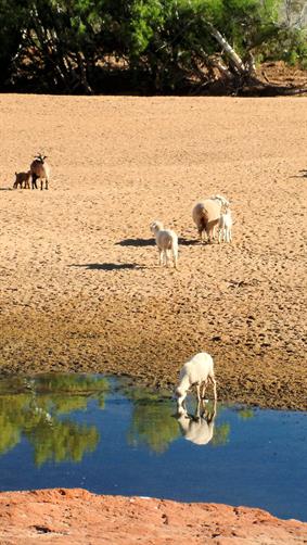 Rocky Pool, Gascoyne River, WA. 